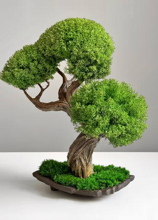 Stabilized moss and base details of preserved bonsai Emerald Harmony
