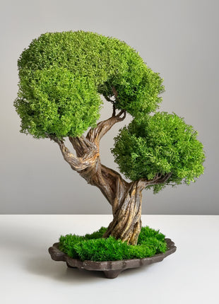 Side view of preserved bonsai with textured twisted trunk and moss base