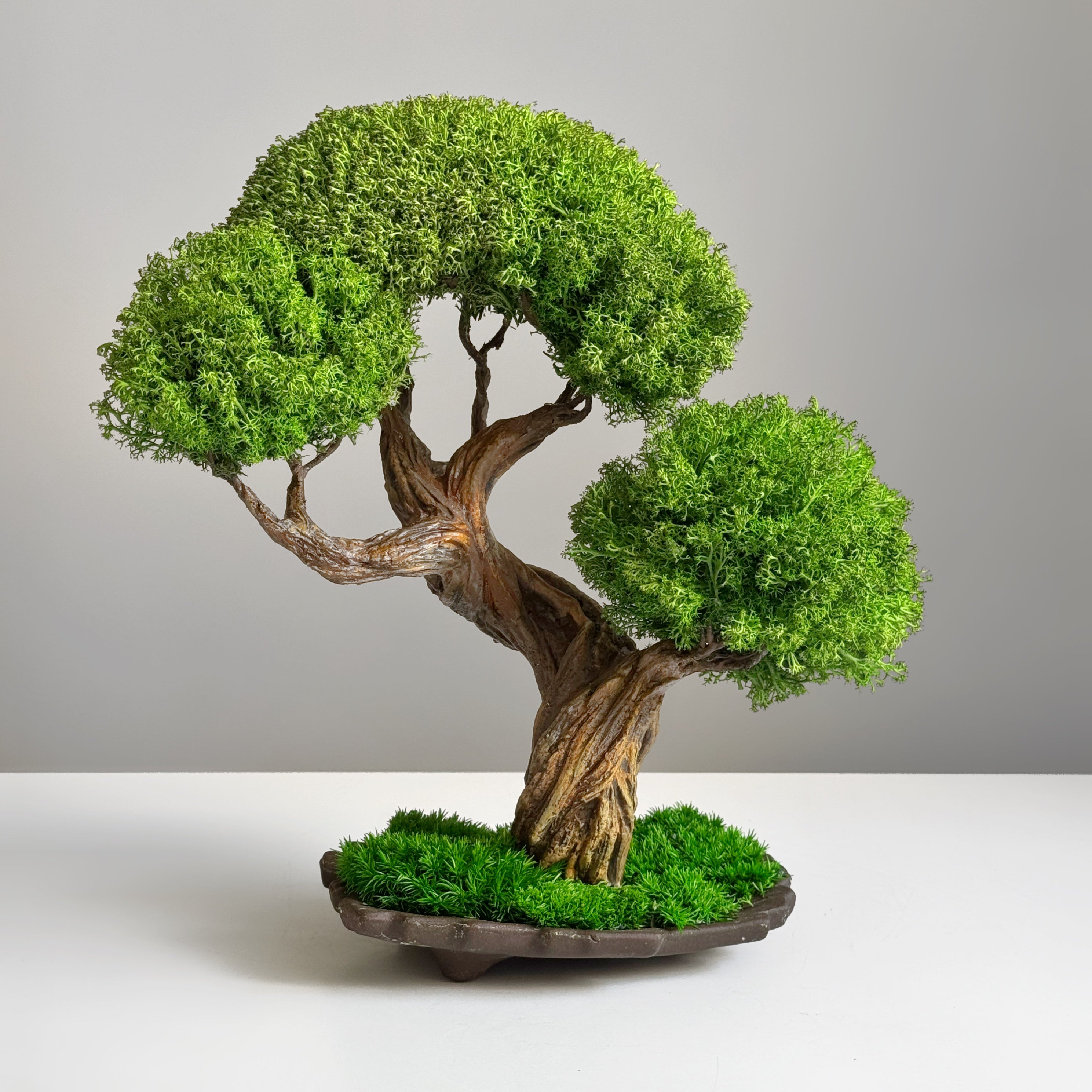 harmony bonsai tree Preserved bonsai tree Emerald Harmony on a ceramic pot
