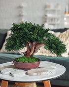 Handmade Preserved Juniper Bonsai Tree in Ceramic Pot – No Maintenance Indoor Plant, Japanese Zen Decor, Japandi Home Accent