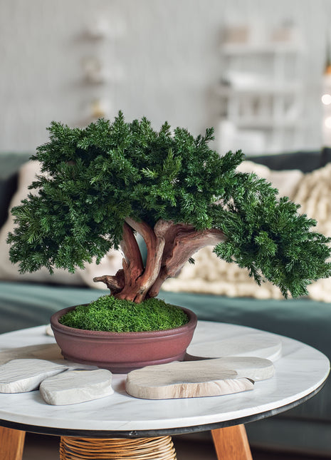 Handmade Preserved Juniper Bonsai Tree in Ceramic Pot – No Maintenance Indoor Plant, Japanese Zen Decor, Japandi Home Accent