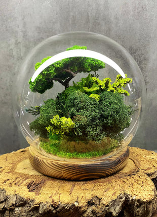 Closed Glass Dome Terrarium with Preserved Moss & Fairy Door