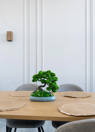 Stabilization of bonsai “The Way of Peace”