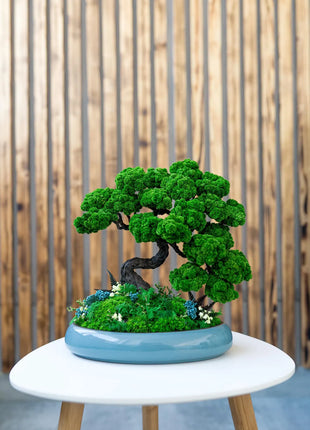 Stabilization of bonsai “The Way of Peace”