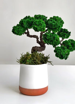 Preserved Bonsai Tree in White Ceramic Pot