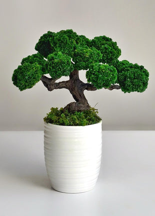 Preserved Bonsai Tree in White Ceramic Pot