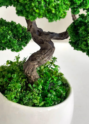 Preserved Bonsai Tree in White Ceramic Pot