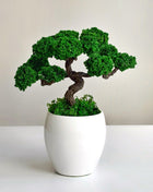 Preserved Bonsai Tree in White Ceramic Pot