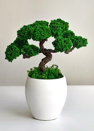 Preserved Bonsai Tree in White Ceramic Pot