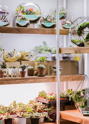 Glass Miniature Terrarium - Best  Corporate gift