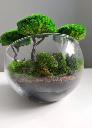 Rome Colosseum Terrarium for Bookshelf