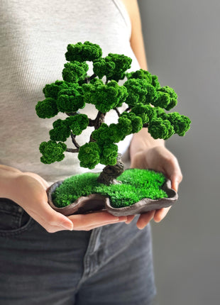 Japanese Bonsai Tree