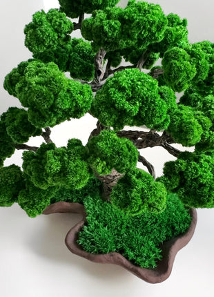 Perfect Japanese Bonsai Tree