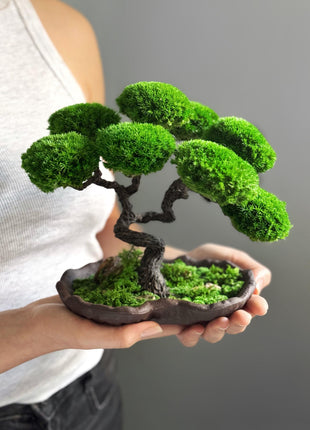 Preserved Moss Japanese Bonsai
