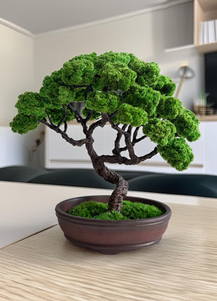 Preserved Moss Bonsai Tree, Best Gift