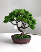 Perfect Low-Maintenance Preserved Moss Bonsai Tree - MagicGardens