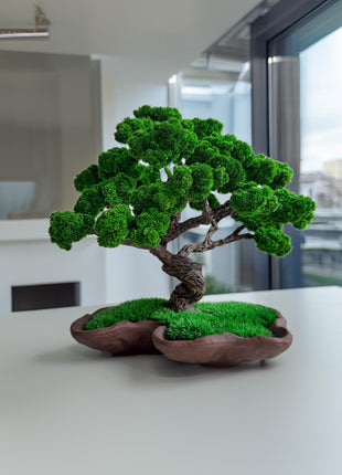 Low-Maintenance Zen Decor for Home or Office