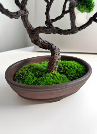 Perfect Elegant Japanese  Low-Maintenance Bonsai Tree