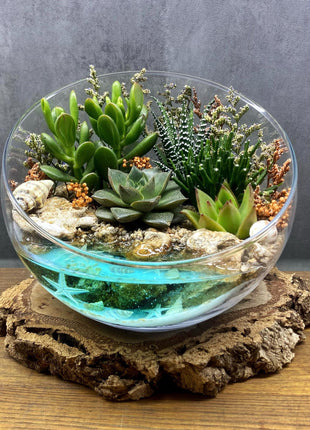 Creative Handcrafted Glass Planter Set, Complete Preserved Moss, Shelf decor