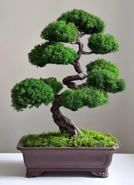 Bonsai tree in a pot on a neutral background
