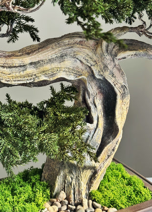 Big preserved juniper bonsai tree for home office decor on table
