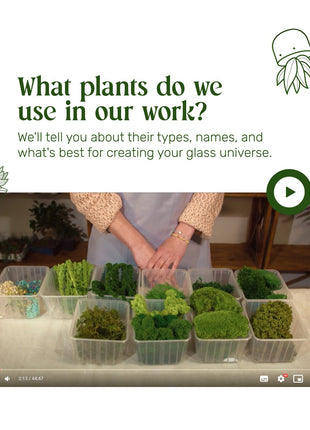 plants for terrariums course learn preserved moss types and materials for glass decor