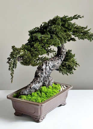 close up preserved juniper foliage and bark texture