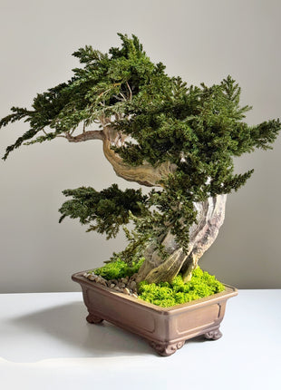 Close up of preserved juniper branches and stabilized moss in bonsai planter