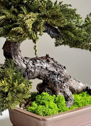 preserved juniper bonsai decor on table modern interior