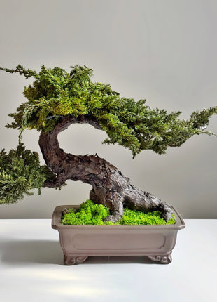 preserved juniper bonsai large in ceramic planter front view