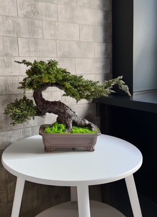 large preserved bonsai juniper in ceramic pot living room