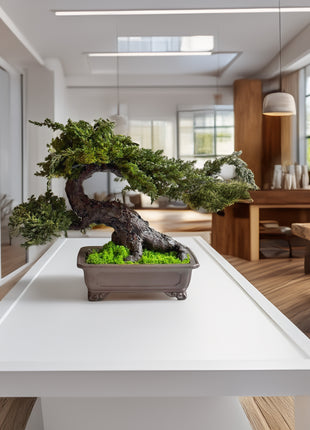 preserved juniper bonsai natural light room decor