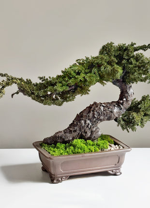 large juniper bonsai preserved needles and natural bark