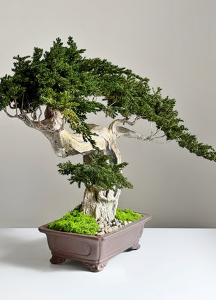 Handmade juniper bonsai with curved trunk and stabilized moss side view