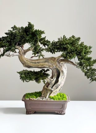 Preserved juniper bonsai with twisted trunk in ceramic planter front angle