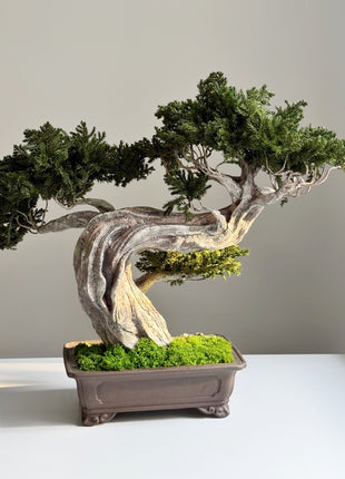 Detailed polymer bonsai trunk with natural wood texture and moss base