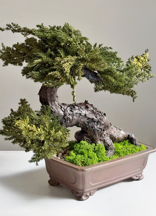 large preserved juniper bonsai with textured trunk and moss base
