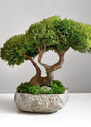 stabilized moss bonsai Harmony Tree double trunk Japanese style