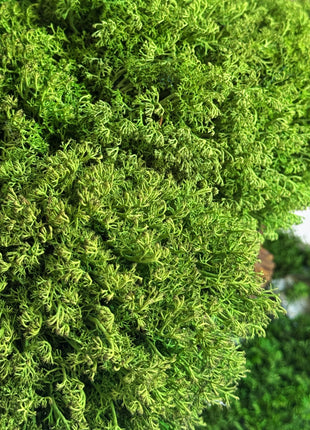 preserved moss bonsai detailed foliage and branches texture