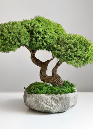 stabilized moss bonsai Harmony Tree handmade Japanese decor