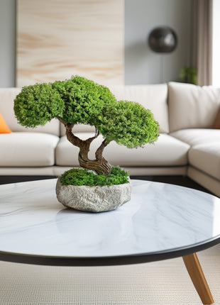 preserved moss bonsai Harmony Tree in living room interior