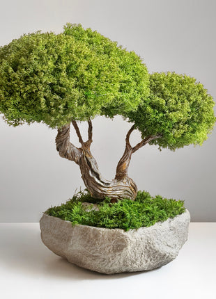 preserved bonsai Harmony Tree in natural stone bowl minimalist art