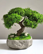 preserved moss bonsai Serenity Tree handmade Japanese style decor in stone bowl close up