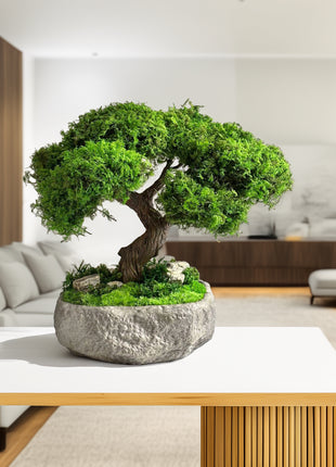 Bonsai tree in a modern living room setting