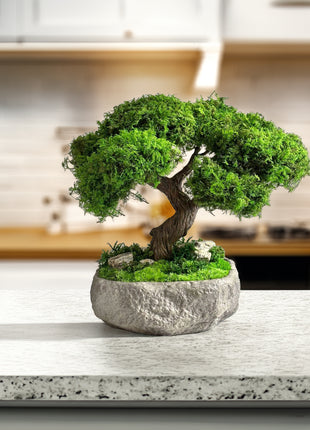 Bonsai tree in a pot on a kitchen counter with a blurred background