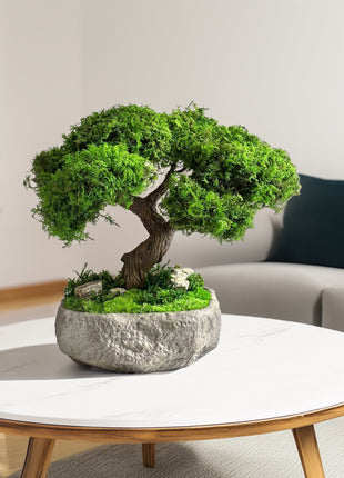 Bonsai tree in a pot on a coffee table in a living room setting