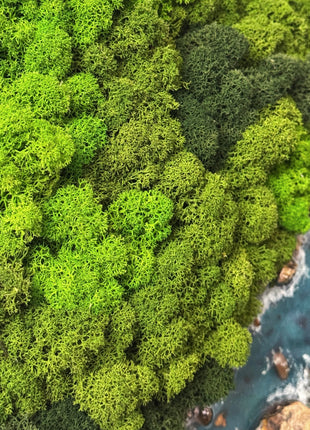 Close-up of green moss with a blurred natural background