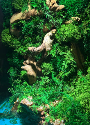 close up of stabilized moss and driftwood inside glass terrarium handmade decor