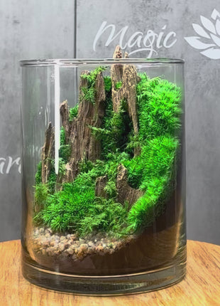 Preserved moss terrarium on coffee table