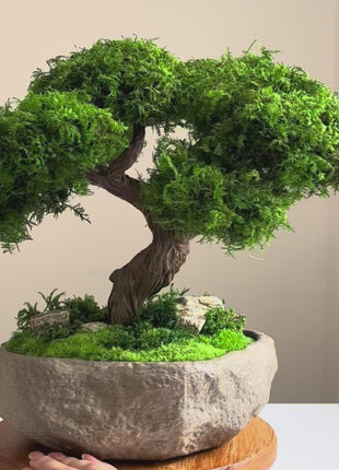 preserved moss bonsai serenity tree